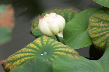 IMG_5485.JPG