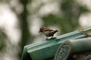 IMG_5458.JPG