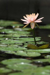 IMG_5517.JPG