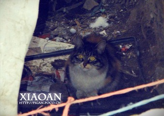 10猫.jpg
