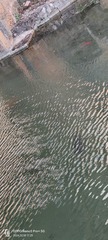 1000048083