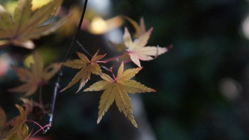 718CD717-A437-4265-94E6-7A41B0611465/L0/001