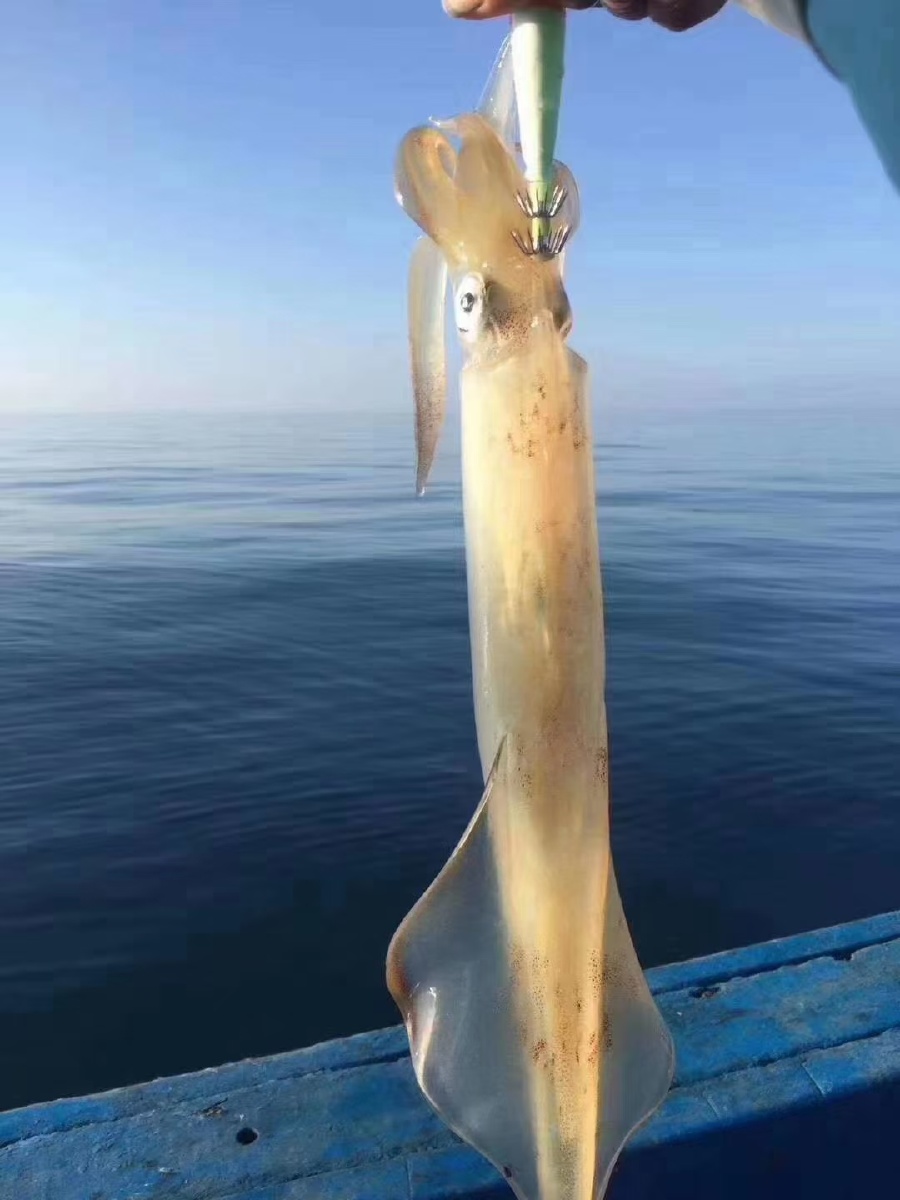 透明的鱿鱼 - 旺海潮人 - 图虫