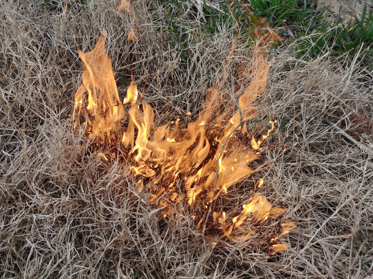 野火烧不尽春风吹又生