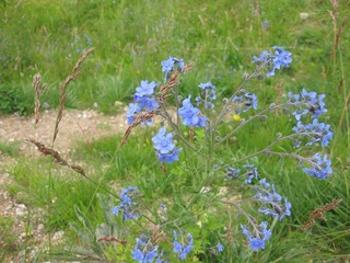 IMG_1658.jpg
