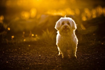 dog.jpg