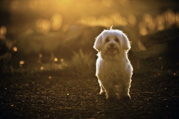 dog.jpg