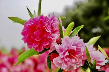 3A3FD248-44DA-44F3-9F3B-E0B1B19D3DA8/L0/001