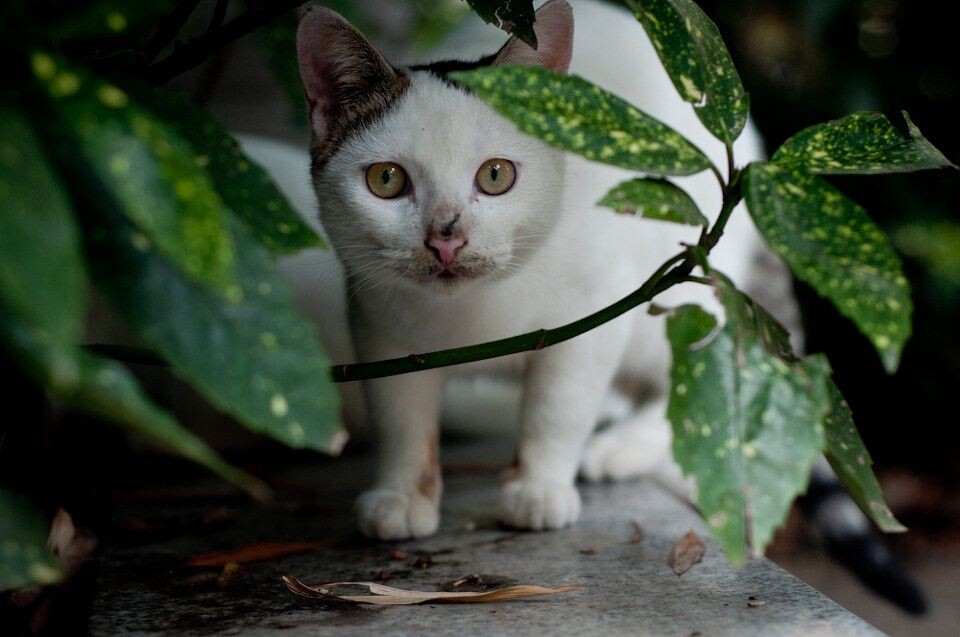 流浪猫的警惕<br />
