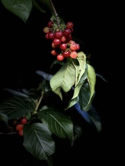 6E09ADD8-5EB3-447F-B1D1-D2168F992C25/L0/001