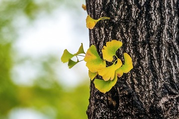 67356