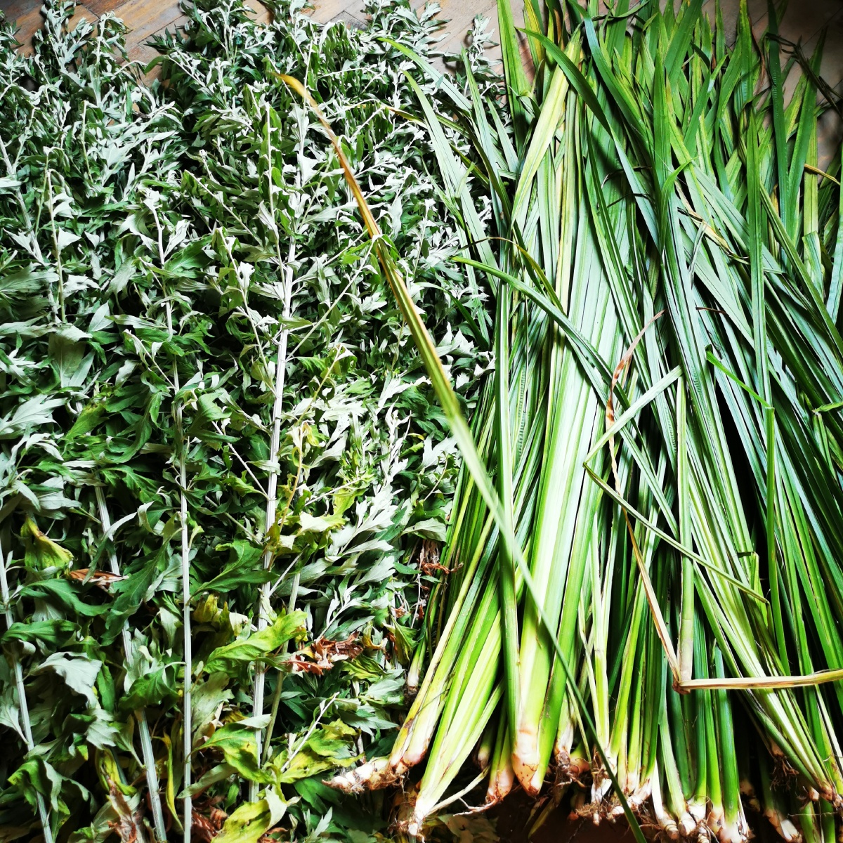 艾叶和菖蒲多到邻居大妈想要就自己去割