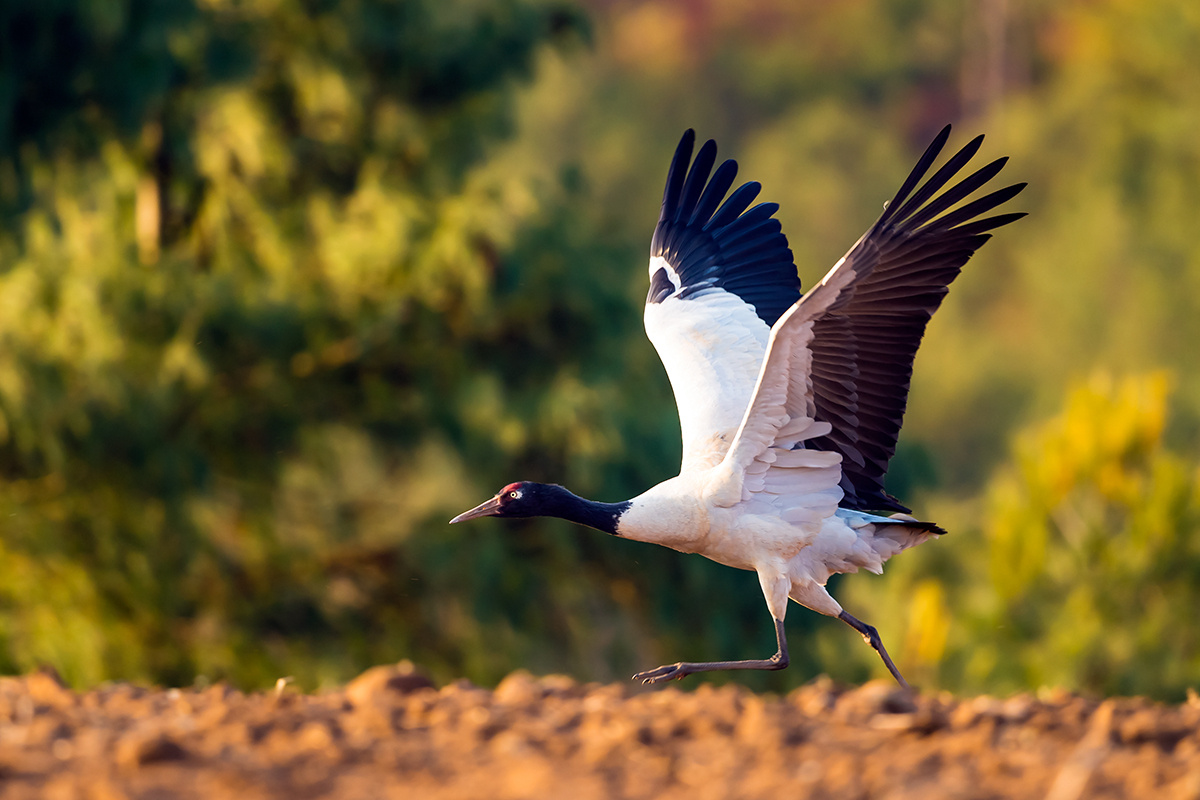 黑颈鹤在云南会泽县,和当地人民和睦相处,是世界黑颈鹤之乡!