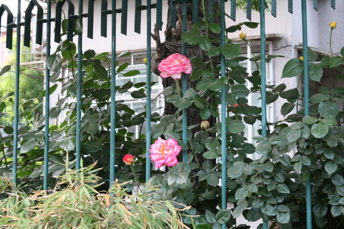 小区篱笆的月季花