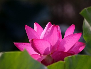 荷之暗香