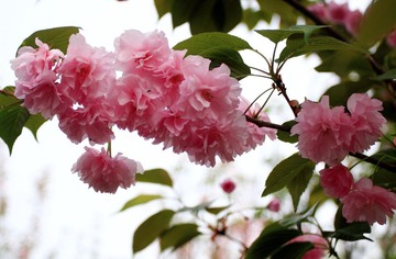 樱之艳4
