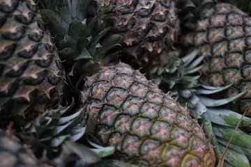DSCF0035.JPG