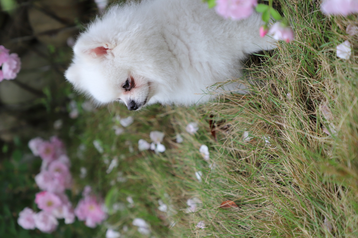 蔷薇花丛中的博美犬