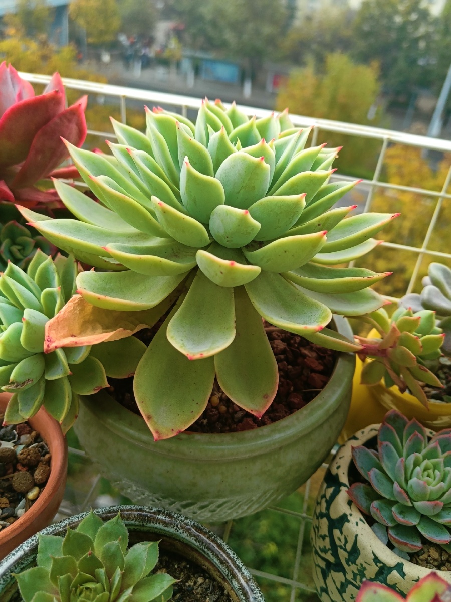 三色堇老桩,盆栽 多肉 植物 阳台 - 啊rick - 图虫