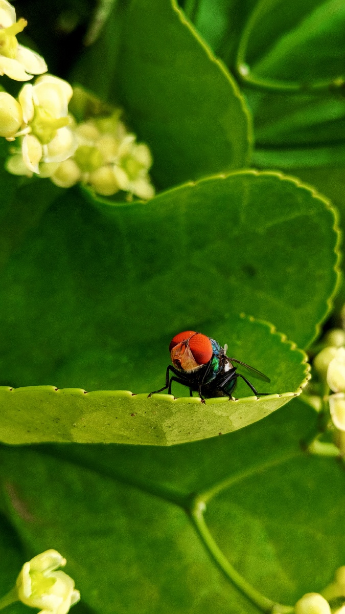 夏天摄影大赛数码赛区手机街拍wadpg#苍蝇_del_西安92214昆虫生物学