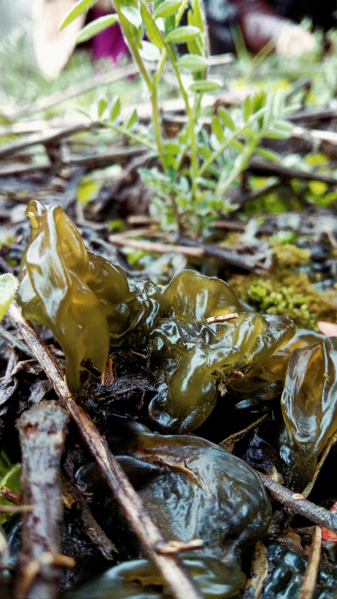 野菜地软:第一次见,以前见街边包子铺有卖地软包子