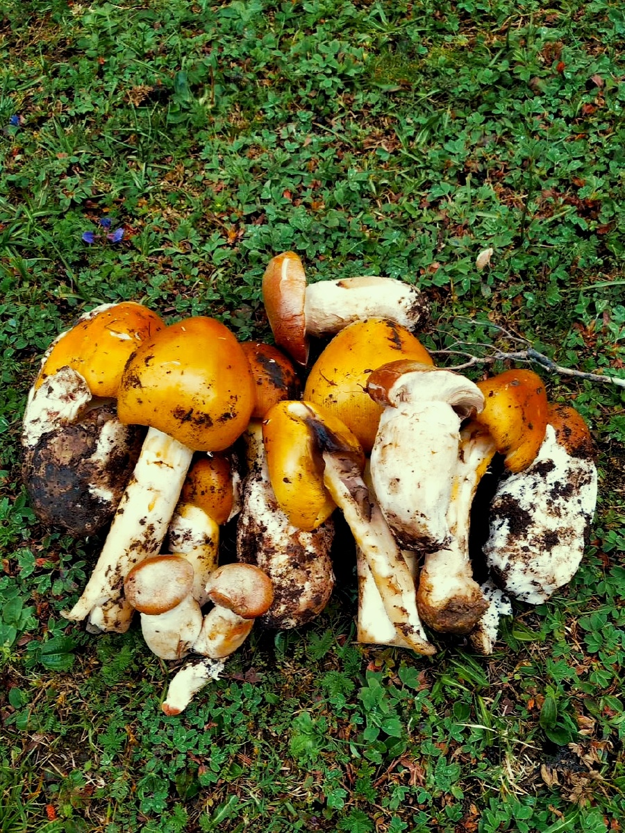 鸡蛋菌 - wadpg - 图虫