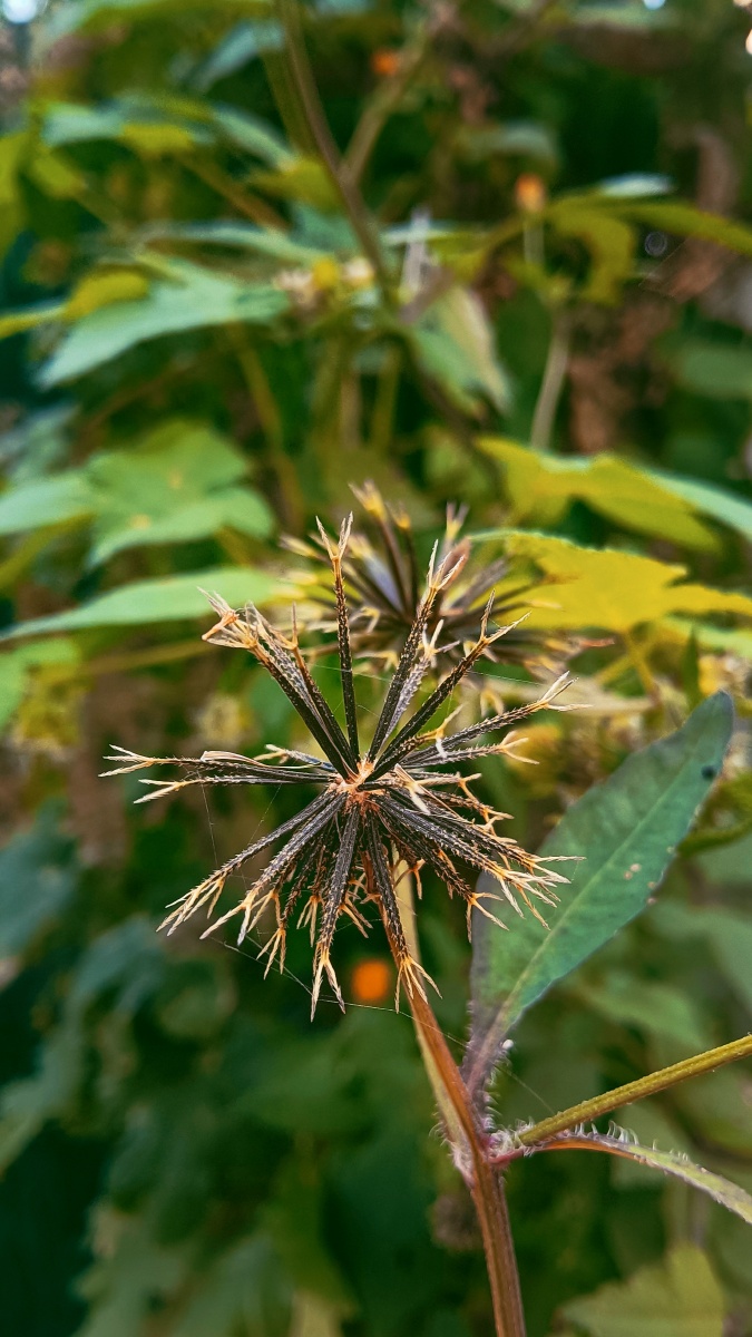 野草61鬼针 - wadpg - 图虫