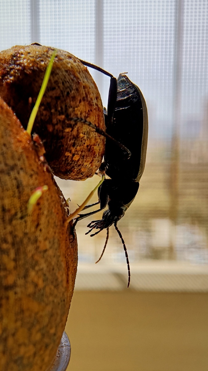 中华金星步甲 - wadpg - 图虫