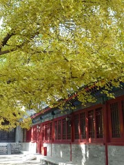 大觉寺12