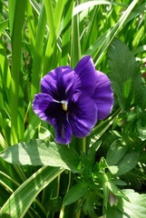 小花2