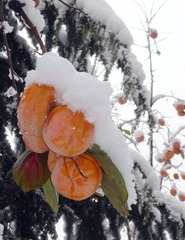 雪后的柿子树