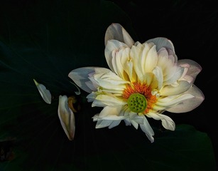 12BD8AE5-61AE-4F32-A5DA-DEDC014836FA/L0/001