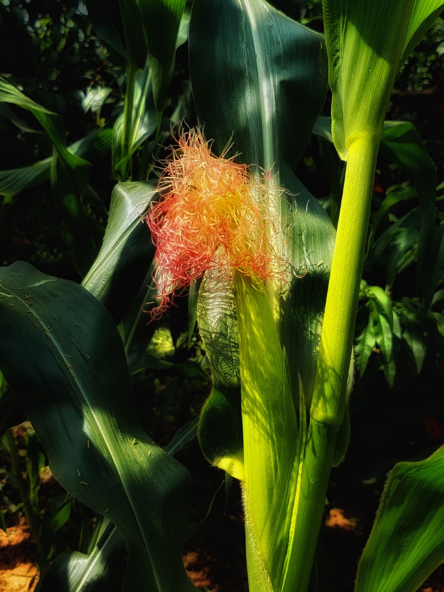 玉米吐须状如花 - 唯美是图 - 图虫
