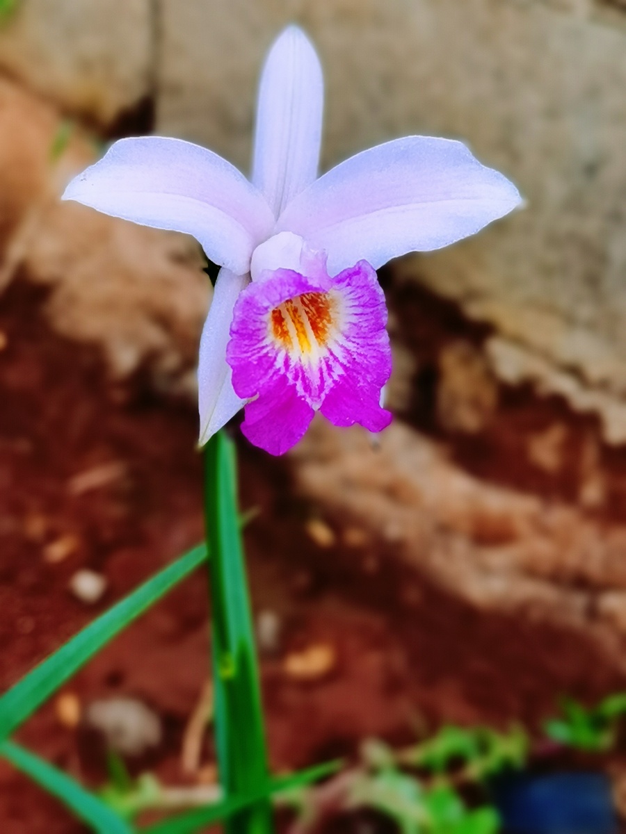 竹叶兰娇柔却挺拔