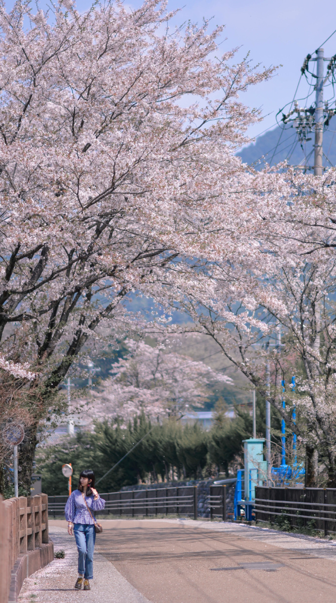 日本的樱花