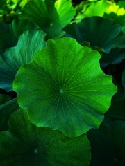 C2E149F5-7613-40EF-99C7-0BC6F964D3B8/L0/001