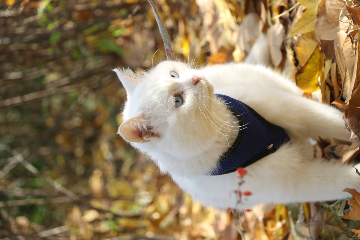 金色猫脚 - 星马波波 - 图虫网 - 优质摄影师交流社区