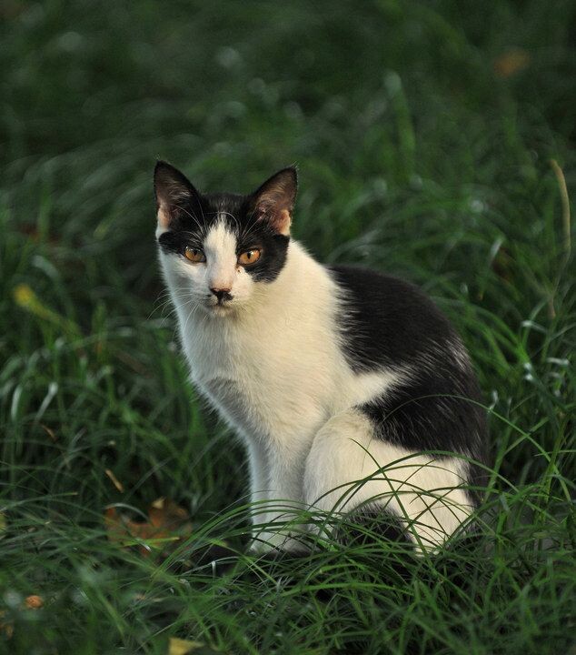 草丛里的猫<br />
草丛里的猫