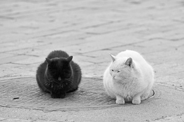 白猫黑猫(  ).jpg