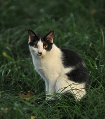 草丛里的猫().jpg