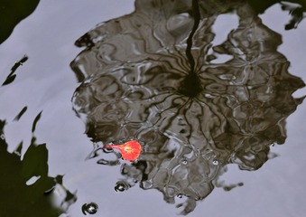 清风摇曳(1024).jpg