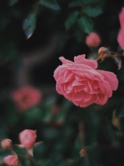 3B6F74A4-A928-4F2D-BCC6-5CAA469CF29C/L0/001