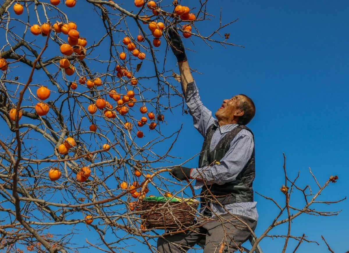 满山柿子红了,农民丰收的幸福也满了 - 独立摄影师-浮光