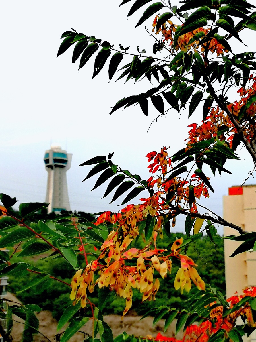 臭椿(也叫天堂树)的果实.反差较大的名字. - 摄影师rh达人 - 图虫