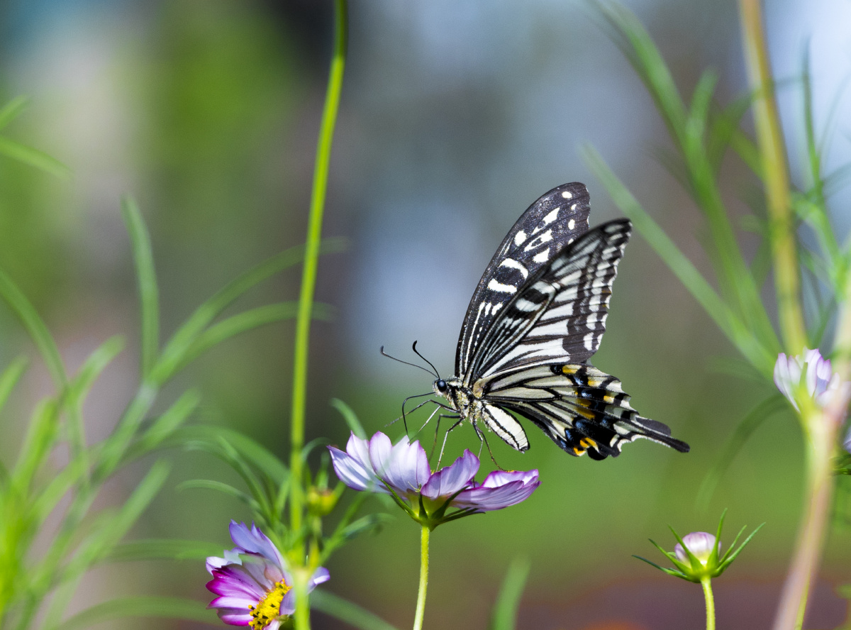 淇河步道边的花椒凤尾蝶