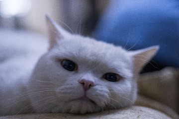 90007
