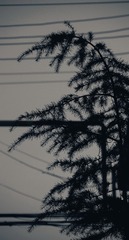 00DC9988-7301-42AF-8FDB-D4243B37C0E1/L0/001