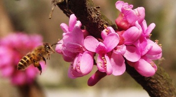bee