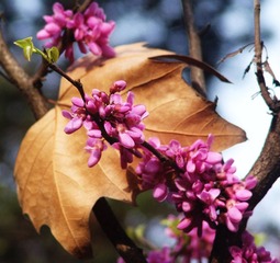 hana before a leaf