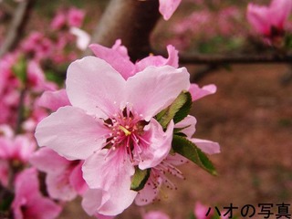 hana in Longquan
